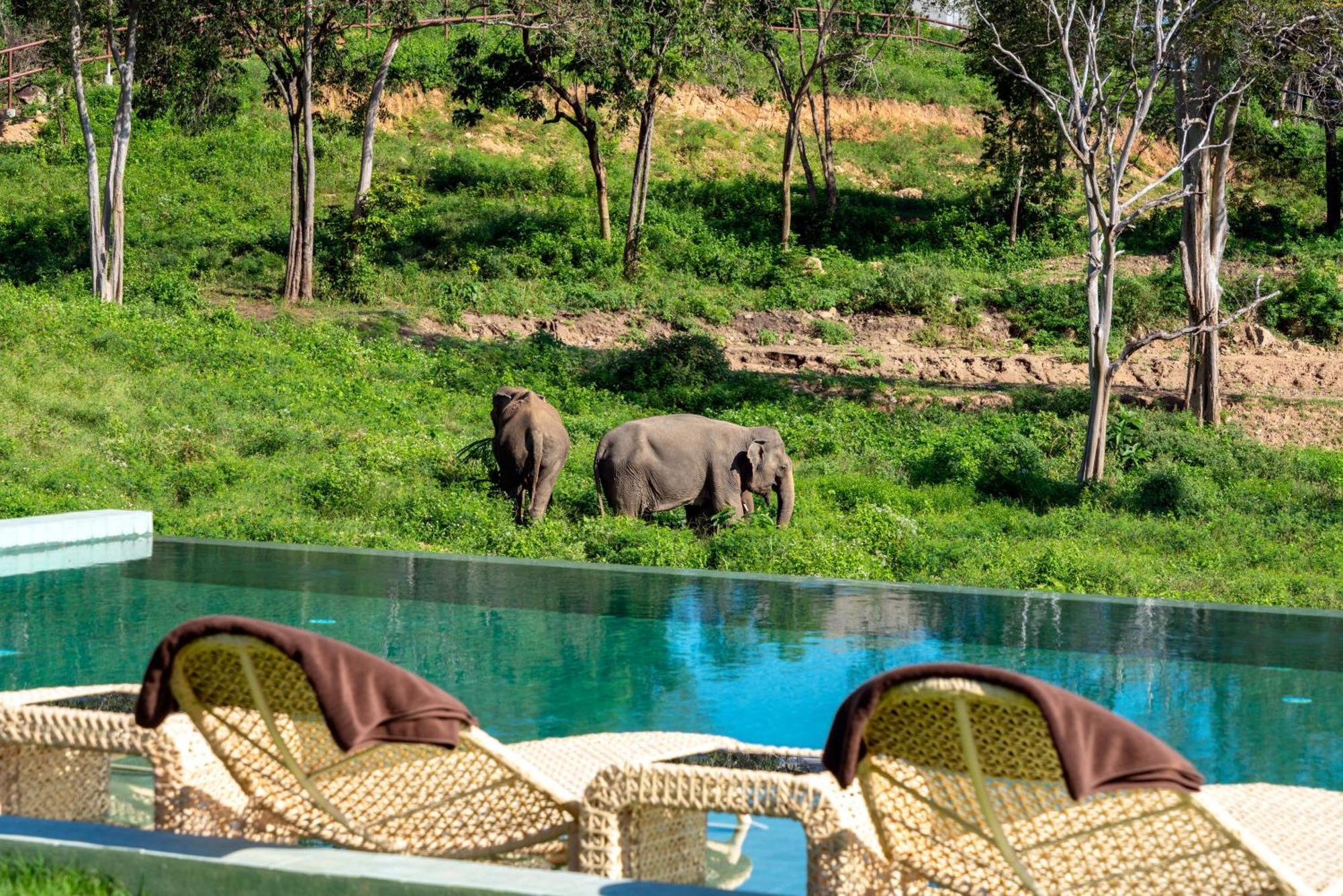 Wild Cottages Elephant Sanctuary Resort Amphoe Koksamui エクステリア 写真