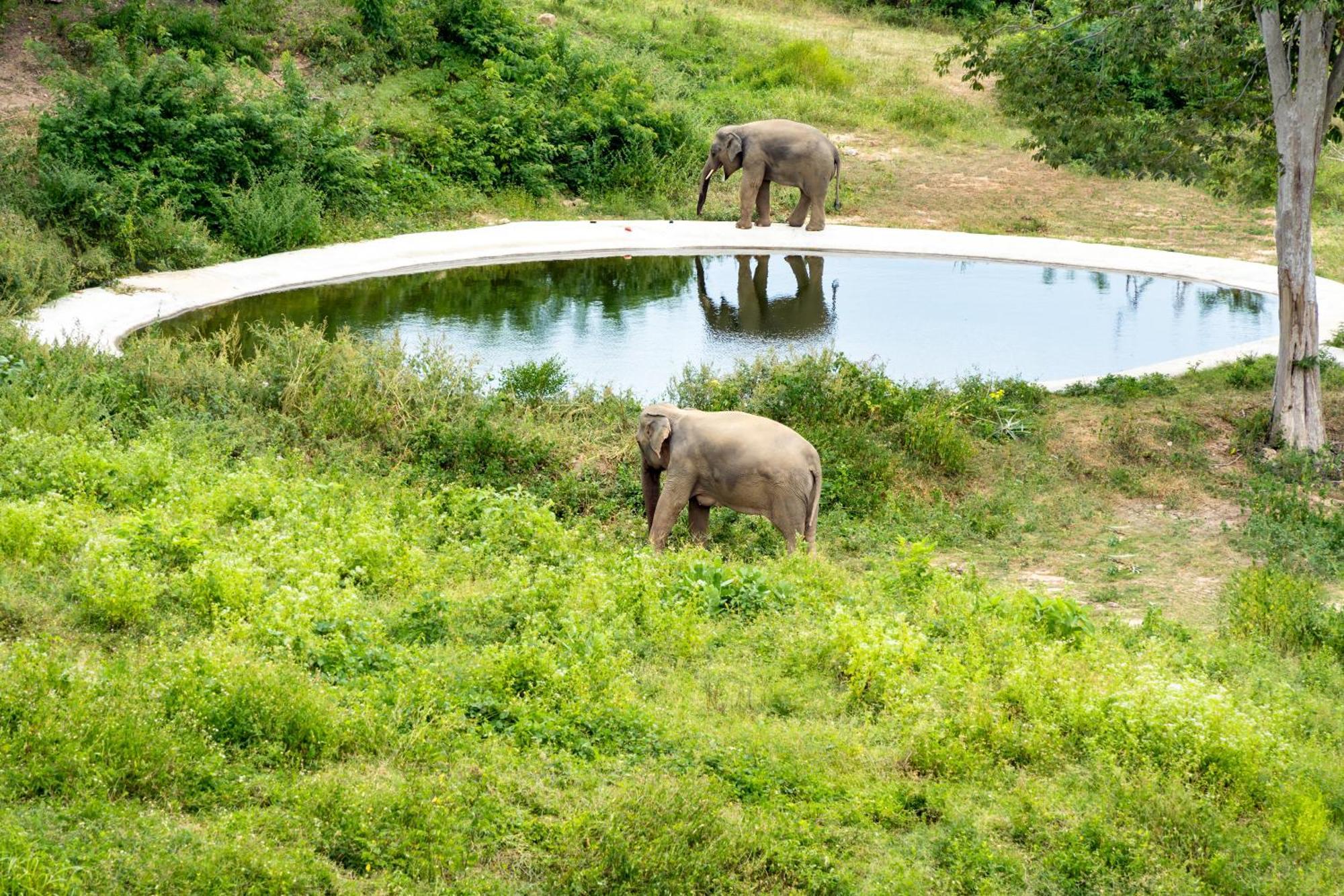 Wild Cottages Elephant Sanctuary Resort Amphoe Koksamui エクステリア 写真
