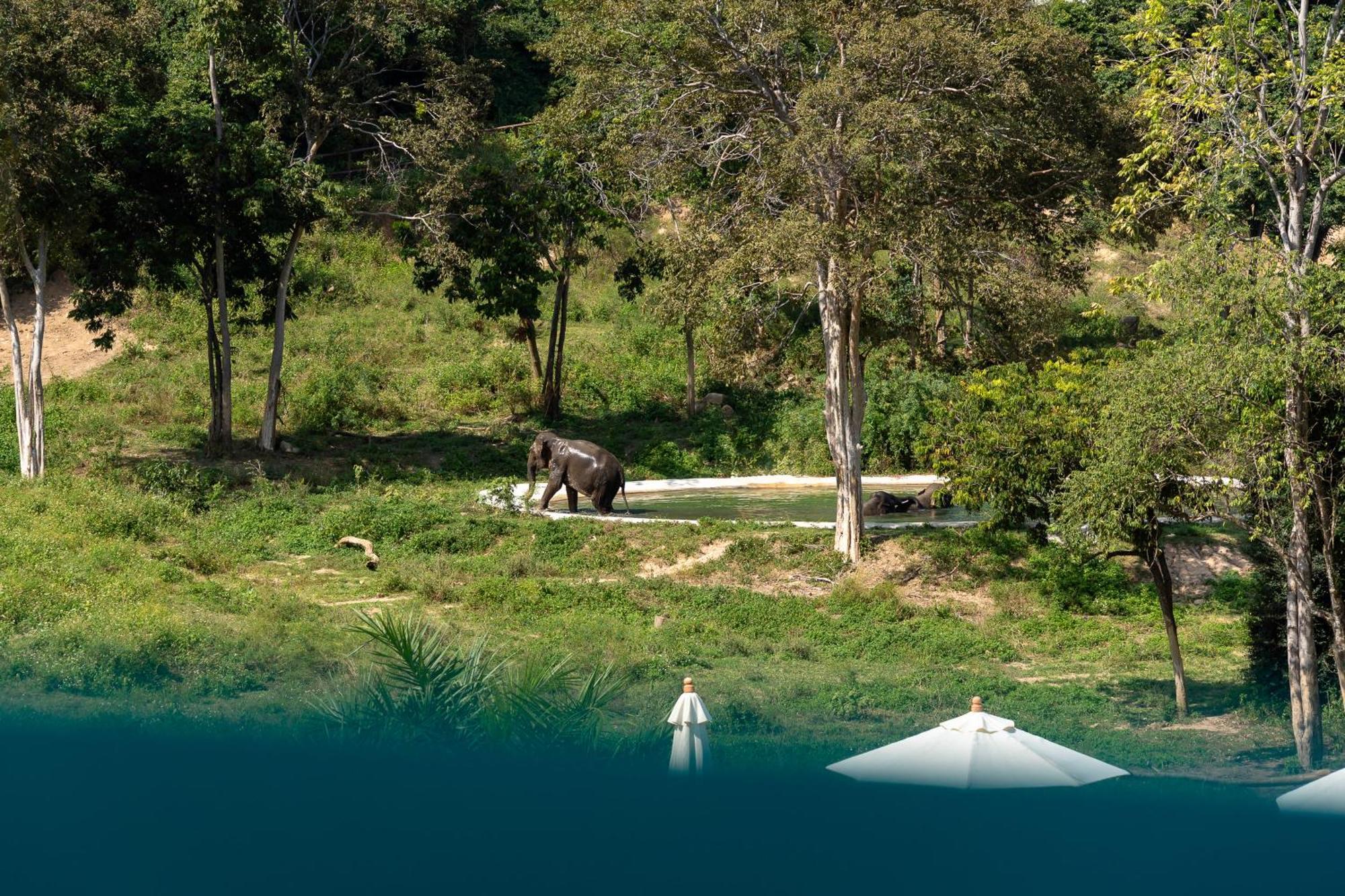 Wild Cottages Elephant Sanctuary Resort Amphoe Koksamui エクステリア 写真