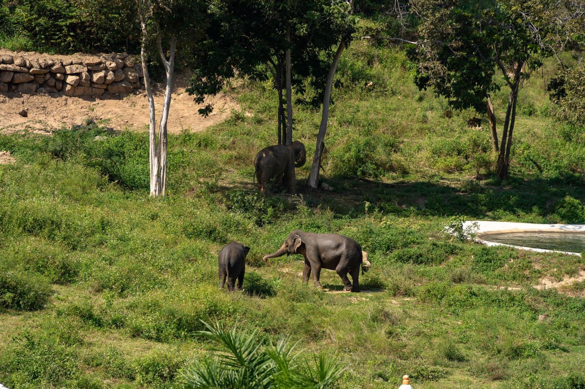 Wild Cottages Elephant Sanctuary Resort Amphoe Koksamui エクステリア 写真