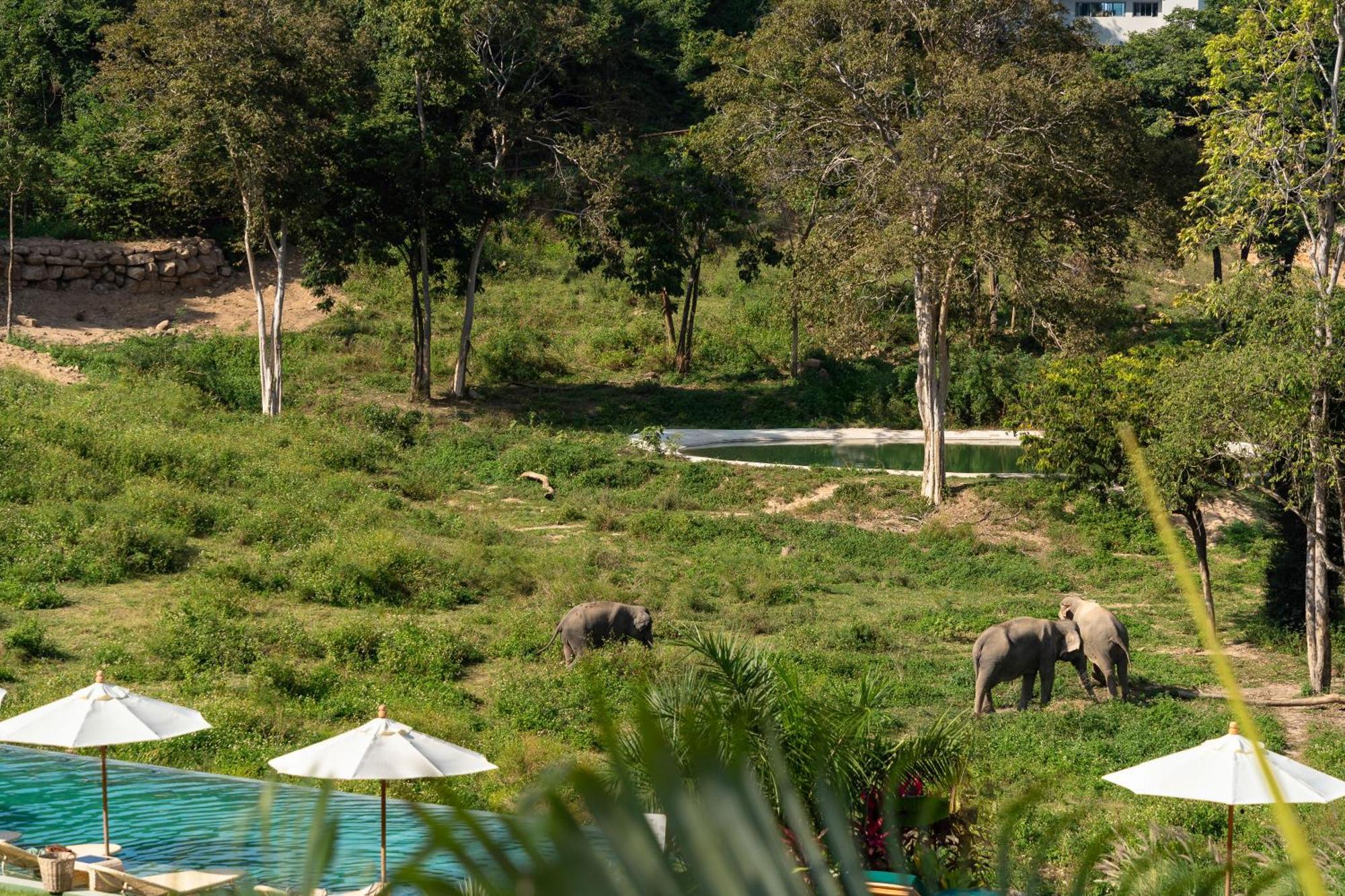 Wild Cottages Elephant Sanctuary Resort Amphoe Koksamui エクステリア 写真
