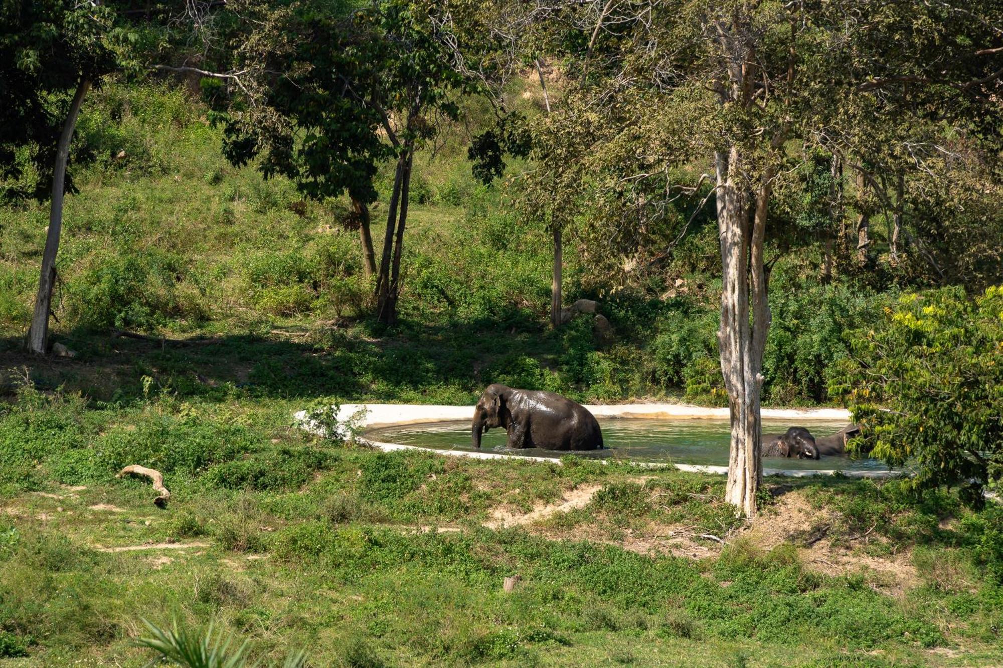 Wild Cottages Elephant Sanctuary Resort Amphoe Koksamui エクステリア 写真