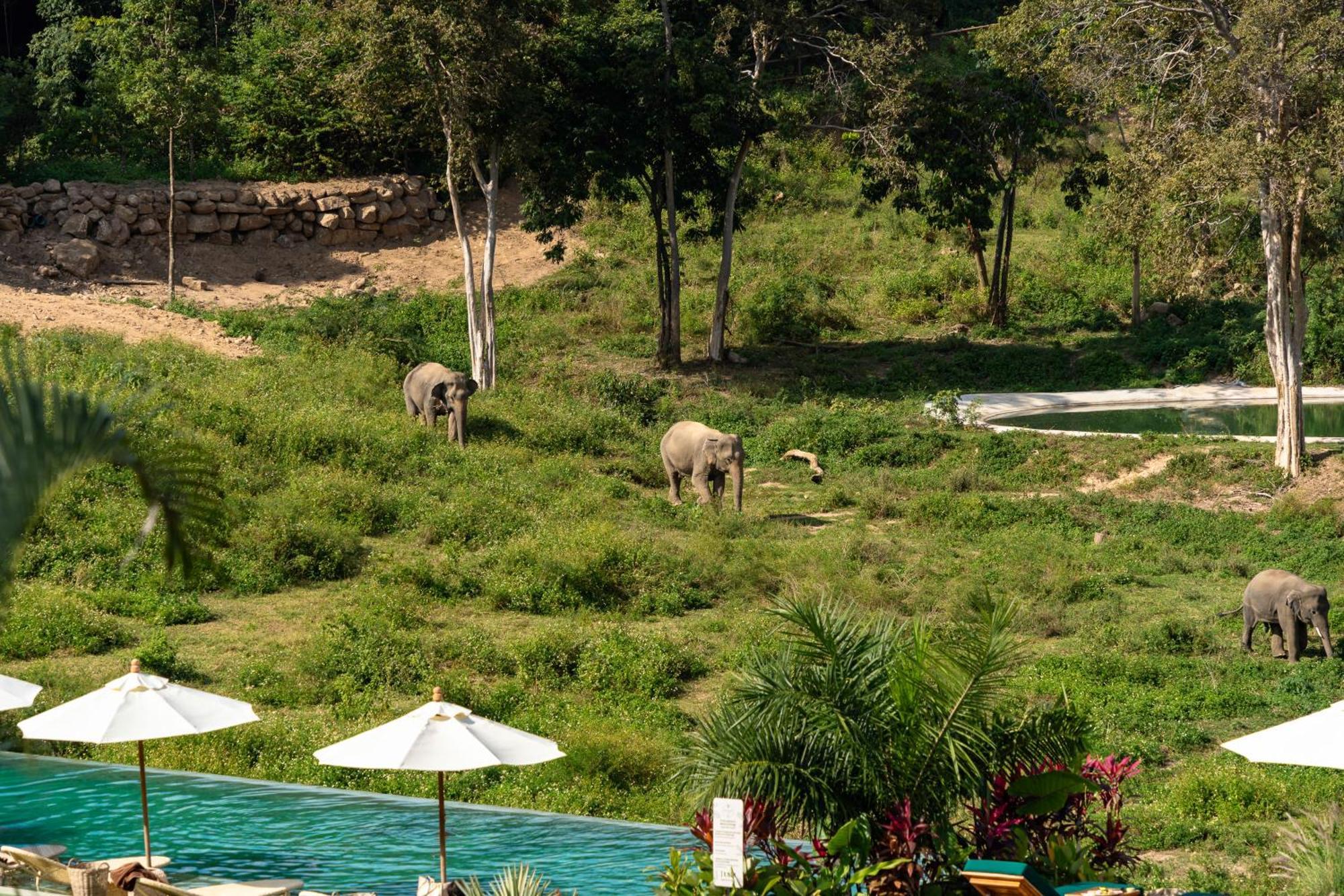 Wild Cottages Elephant Sanctuary Resort Amphoe Koksamui エクステリア 写真
