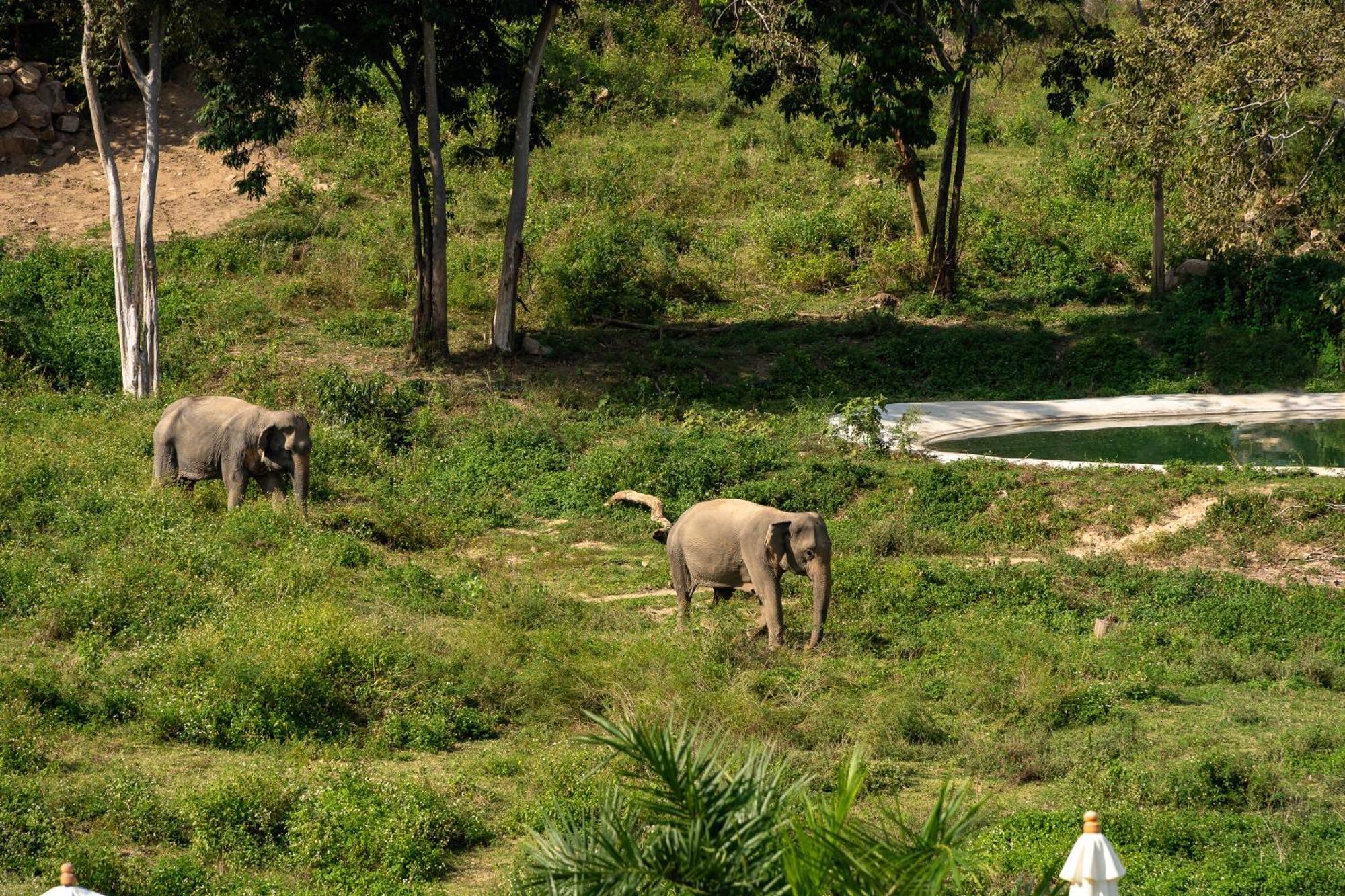 Wild Cottages Elephant Sanctuary Resort Amphoe Koksamui エクステリア 写真